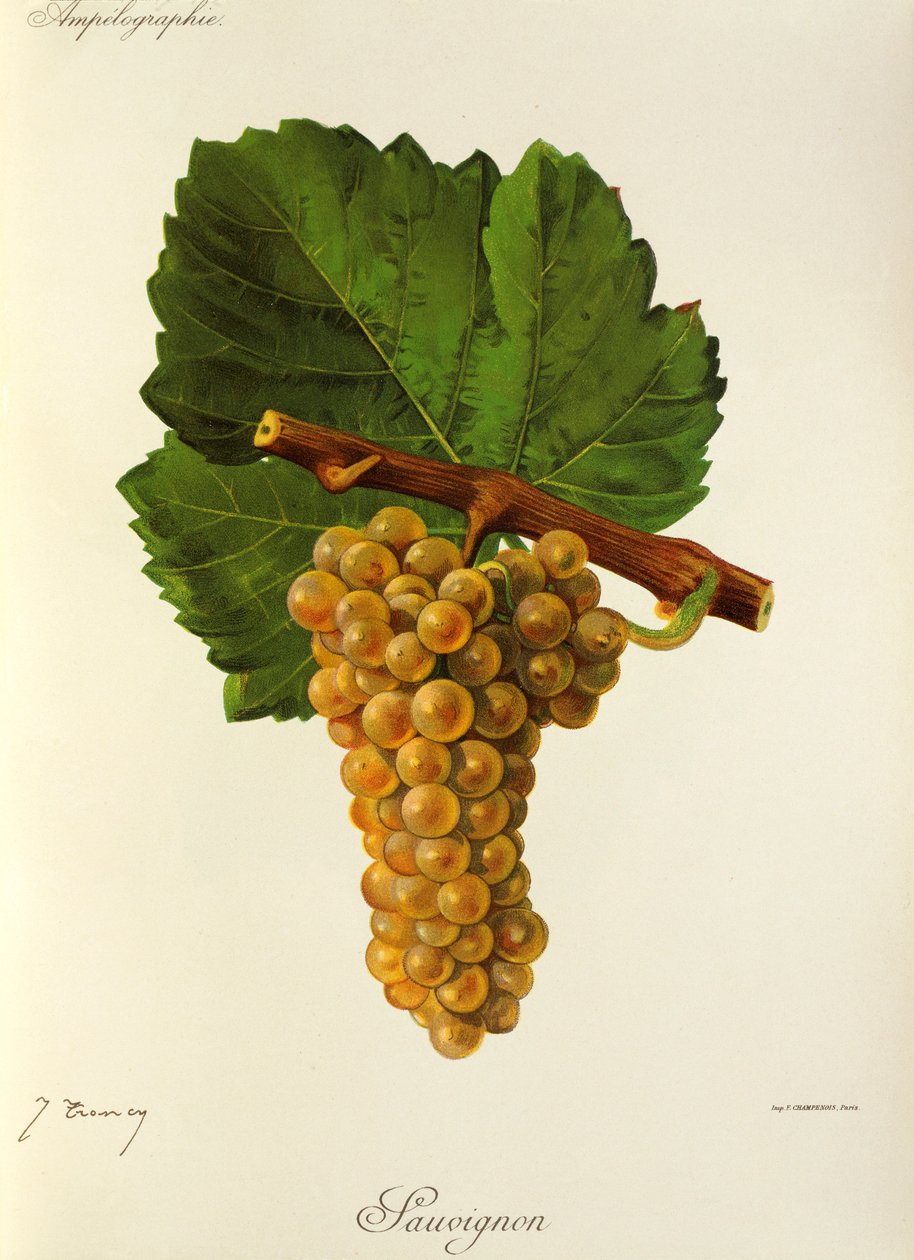 Sauvignon-rypäle, kirjoittanut J. Troncy tekijältä Jules Troncy