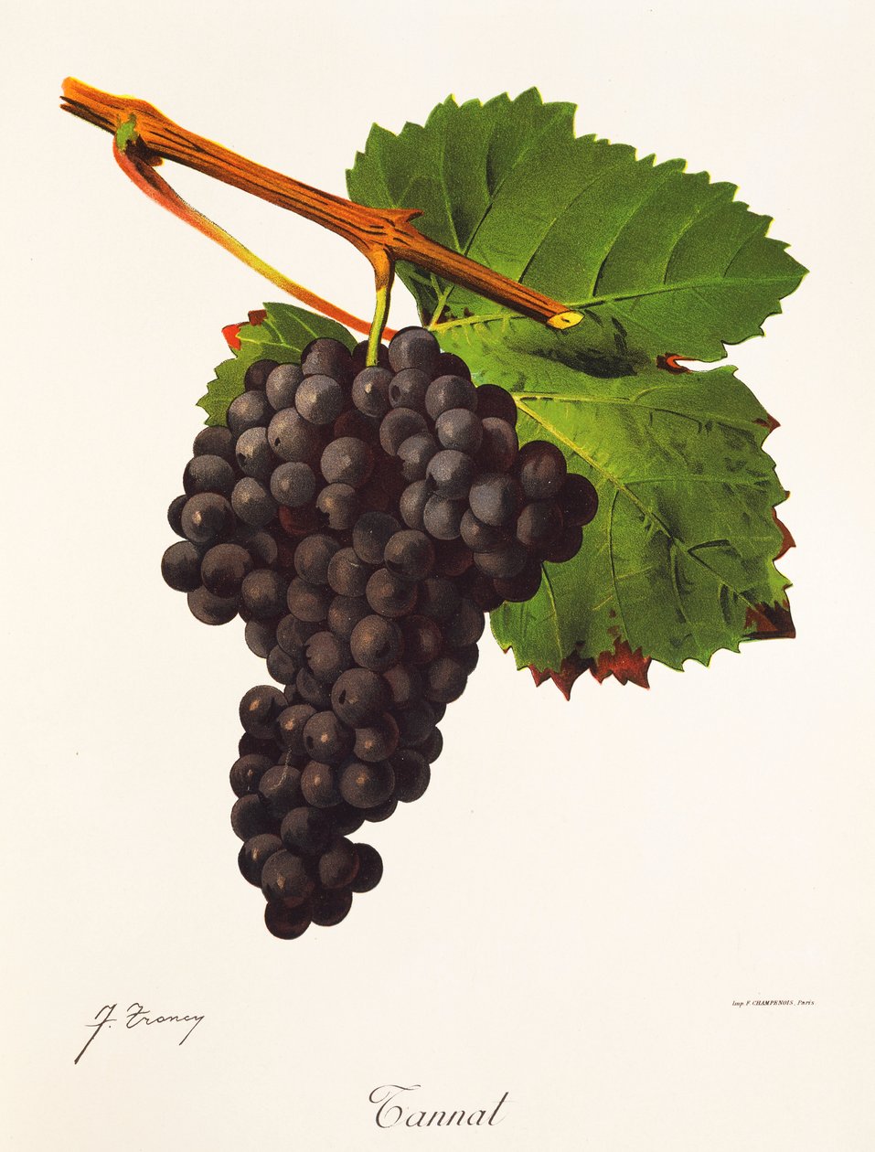 Tannat-rypäle, kirjoittanut J. Troncy tekijältä Jules Troncy