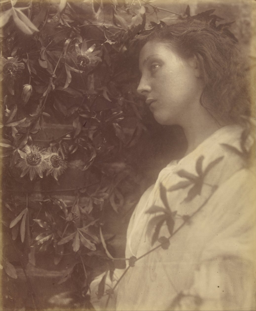 Maud Siellä on pudonnut loistava kyynel Passionkukasta portilla tekijältä Julia Margaret Cameron