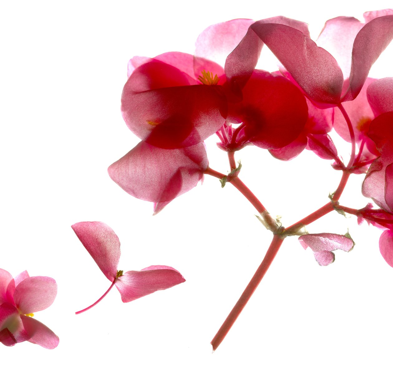 Begonia Pink VII (digitaalinen valokuva, digitaalinen alkuperäinen printti) tekijältä Julia McLemore