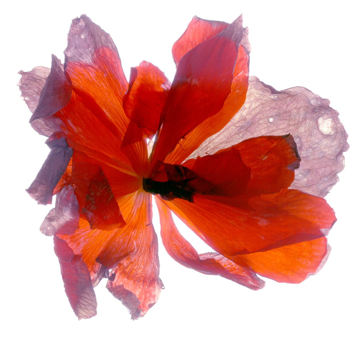 Begonia Round (digitaalinen valokuva, digitaalinen alkuperäinen tuloste) tekijältä Julia McLemore