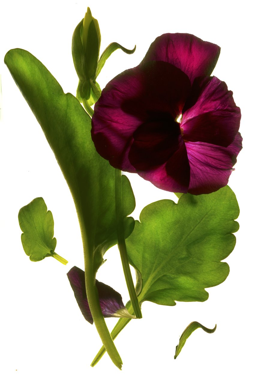 Pansy Purple, 2014, (digitaalinen valokuva, digitaalinen alkuperäinen printti) tekijältä Julia McLemore
