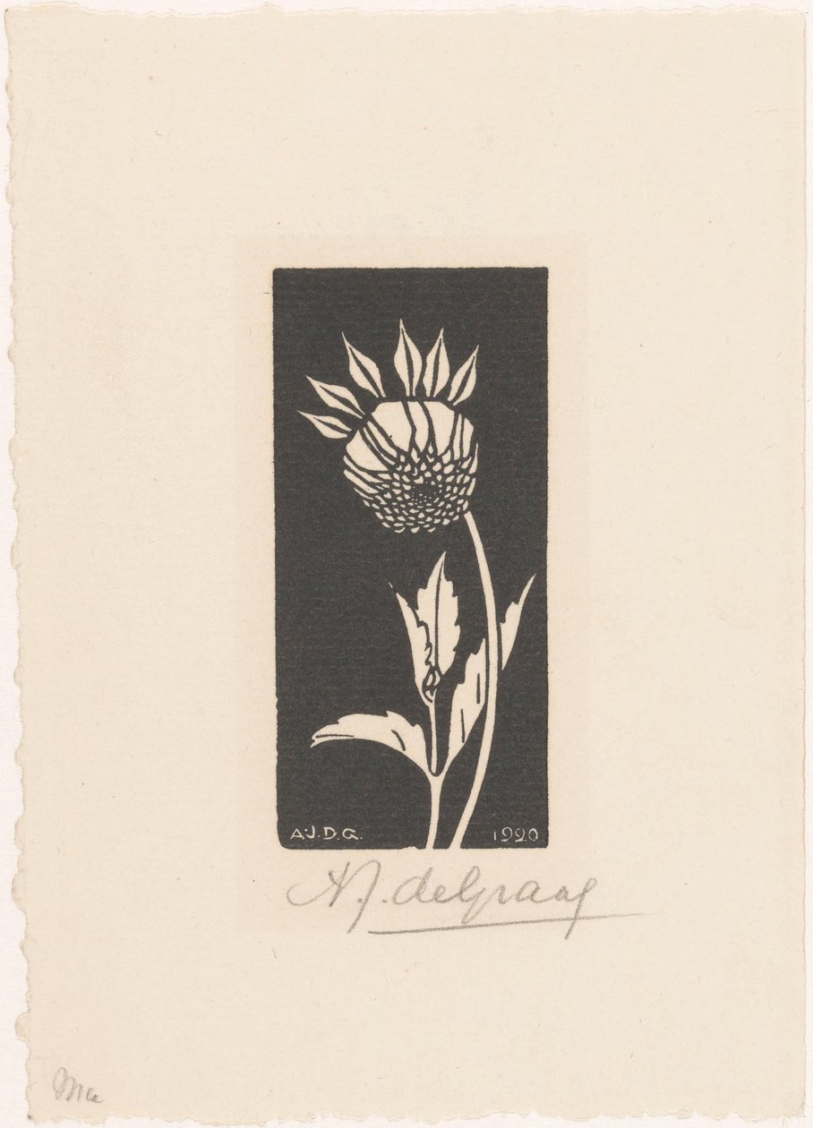 Dahlia tekijältä Julie de Graag (signed by artist)