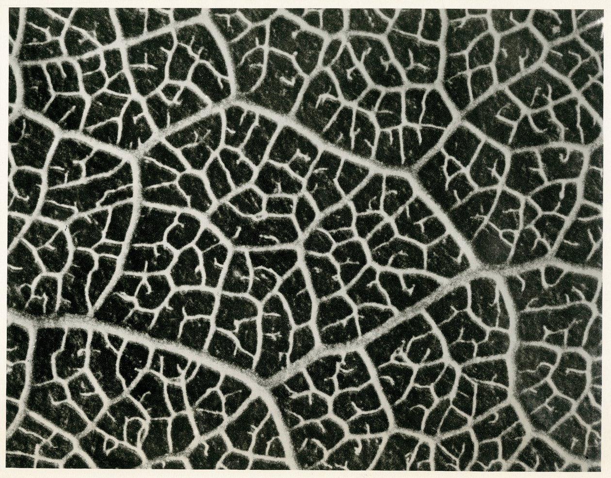 Columbia Blatt. 1929 (valokuvakaiverrus) tekijältä Karl Blossfeldt