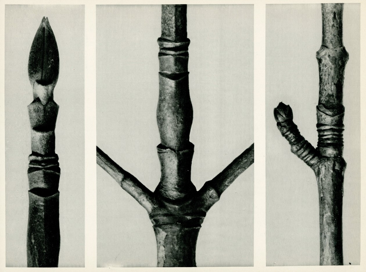 Cornus Nuttalli. 1929 (valokuvakaiverrus) tekijältä Karl Blossfeldt