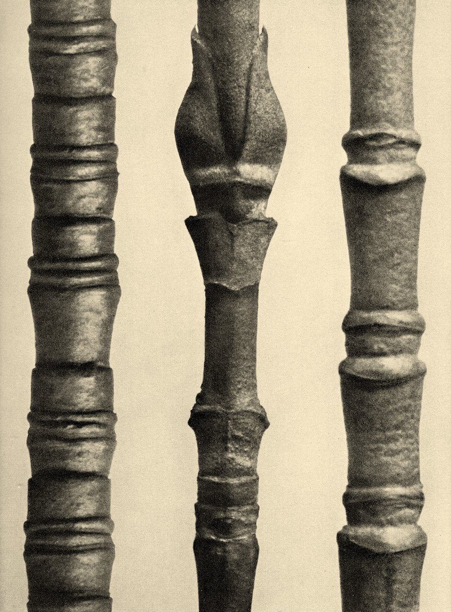 Cornus Nuttallii 1929 (syväpaino) tekijältä Karl Blossfeldt