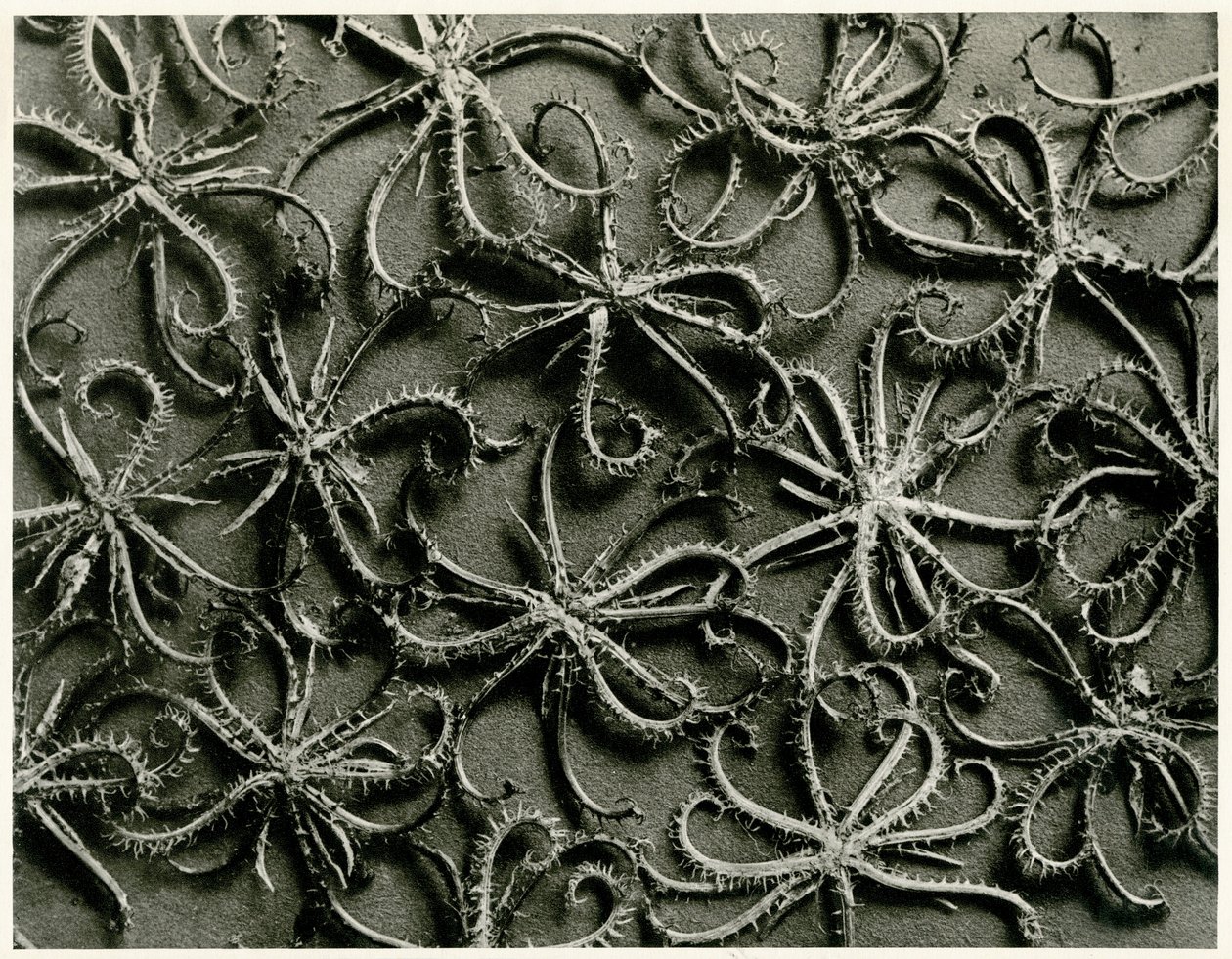 Koelpinia Linearis. 1929 (syväpaino) tekijältä Karl Blossfeldt