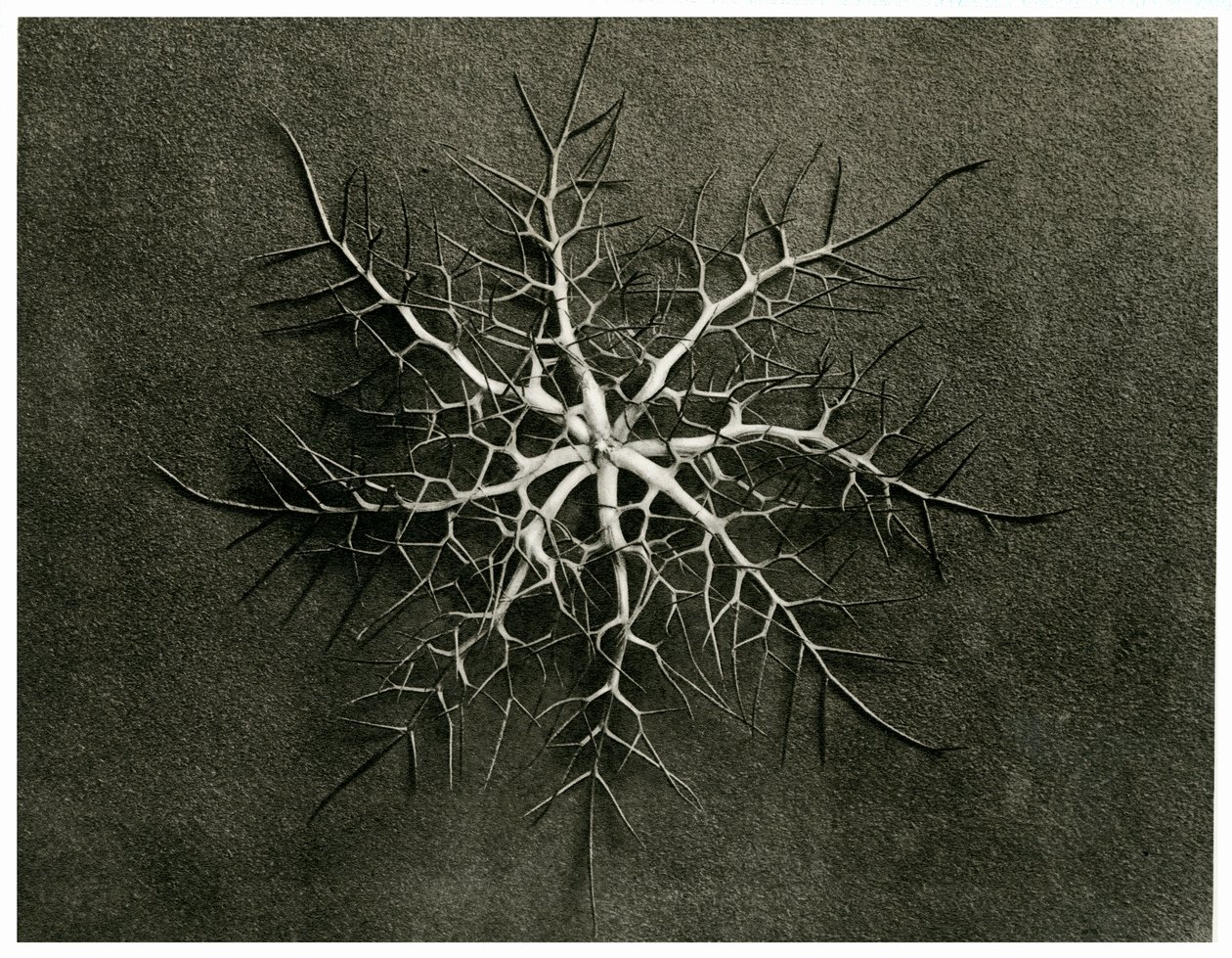 Nigella Damascena. 1929 (syväpaino) tekijältä Karl Blossfeldt