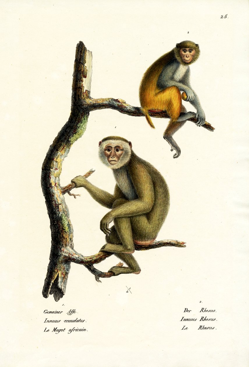 Barbary Macaque, 1824 tekijältä Karl Joseph Brodtmann