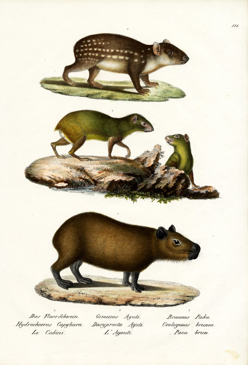 Capybara, 1824 tekijältä Karl Joseph Brodtmann