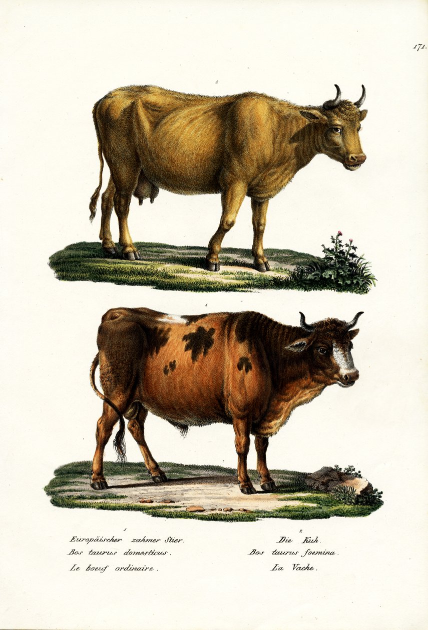 Nauta, 1824 tekijältä Karl Joseph Brodtmann