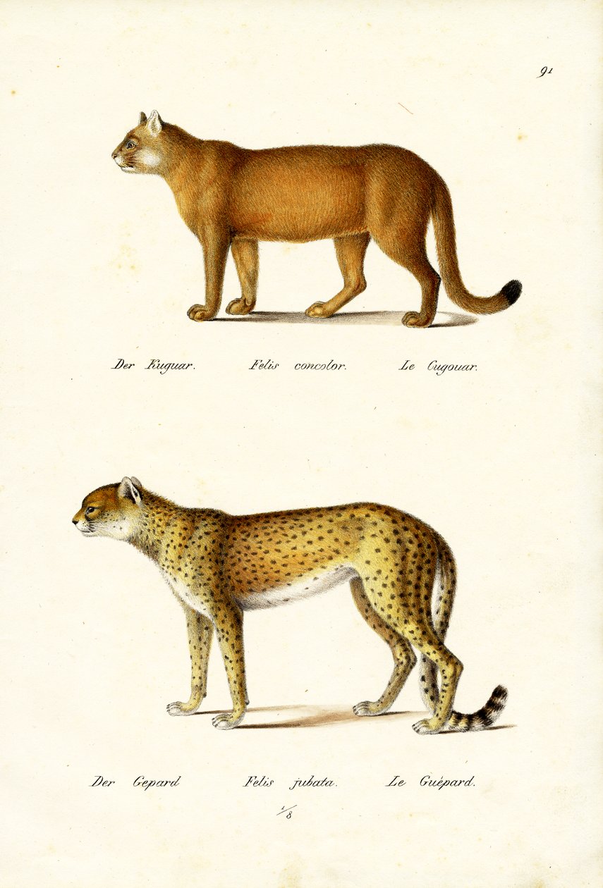 Cougar, 1824 tekijältä Karl Joseph Brodtmann