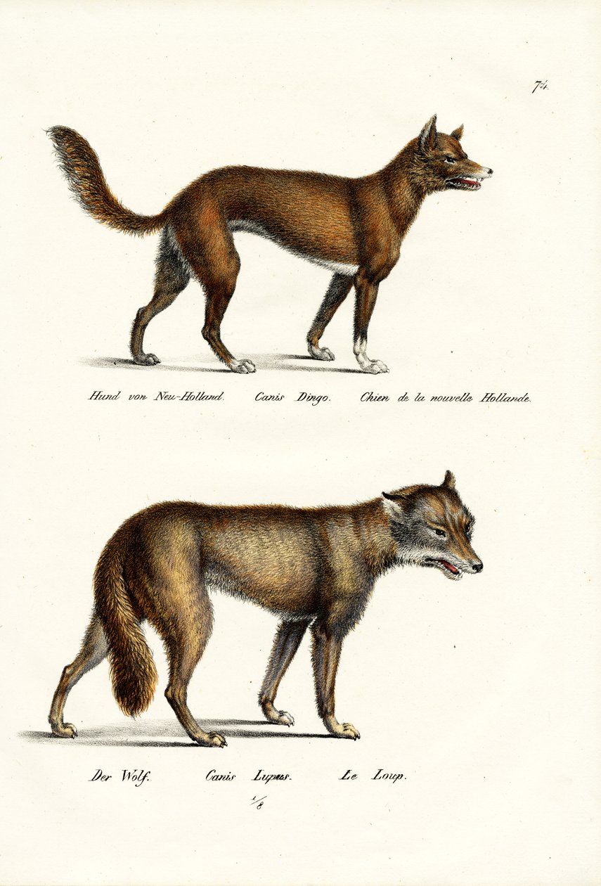 Dingo, 1824 tekijältä Karl Joseph Brodtmann