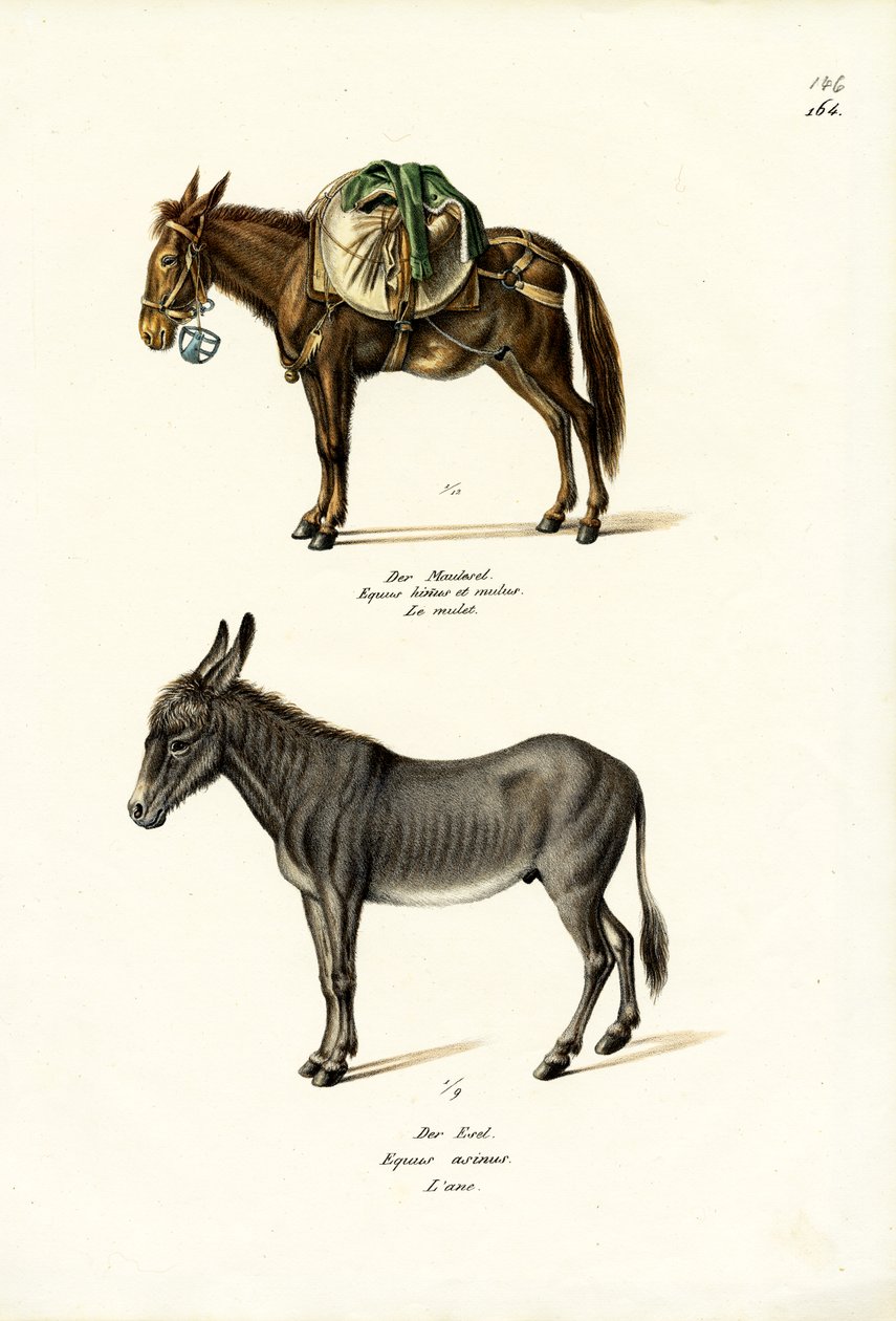 Aasi, 1824 tekijältä Karl Joseph Brodtmann