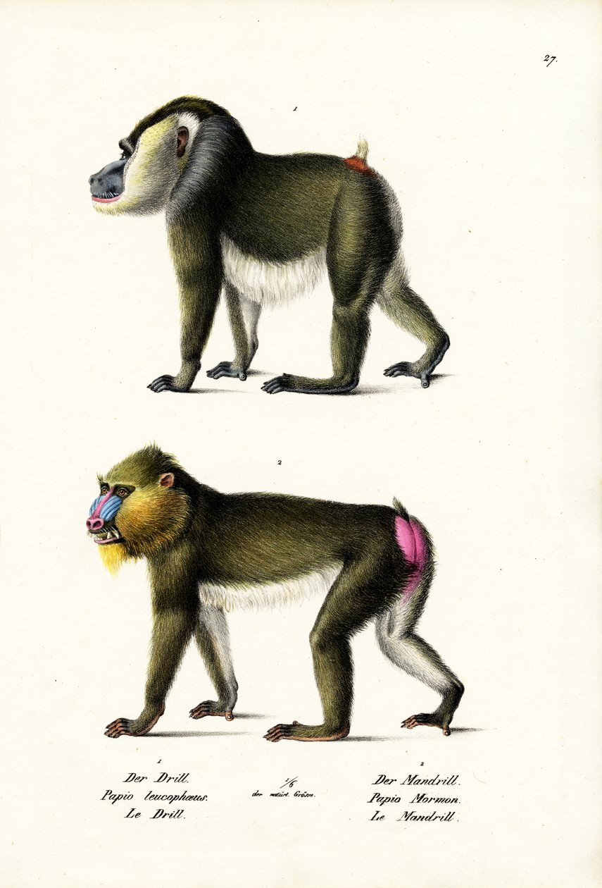 Pora, 1824 tekijältä Karl Joseph Brodtmann