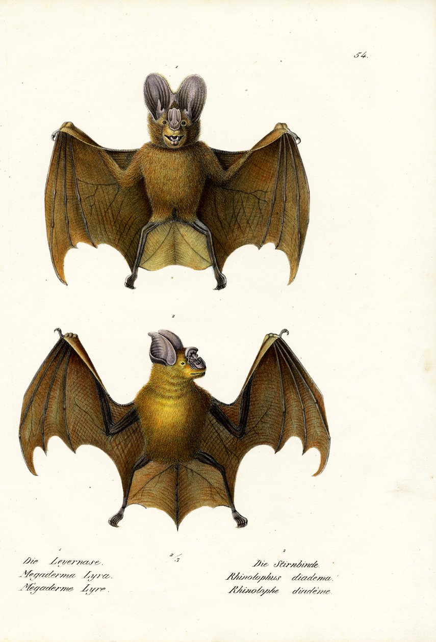 Greater False Vampire Bat, 1824 tekijältä Karl Joseph Brodtmann