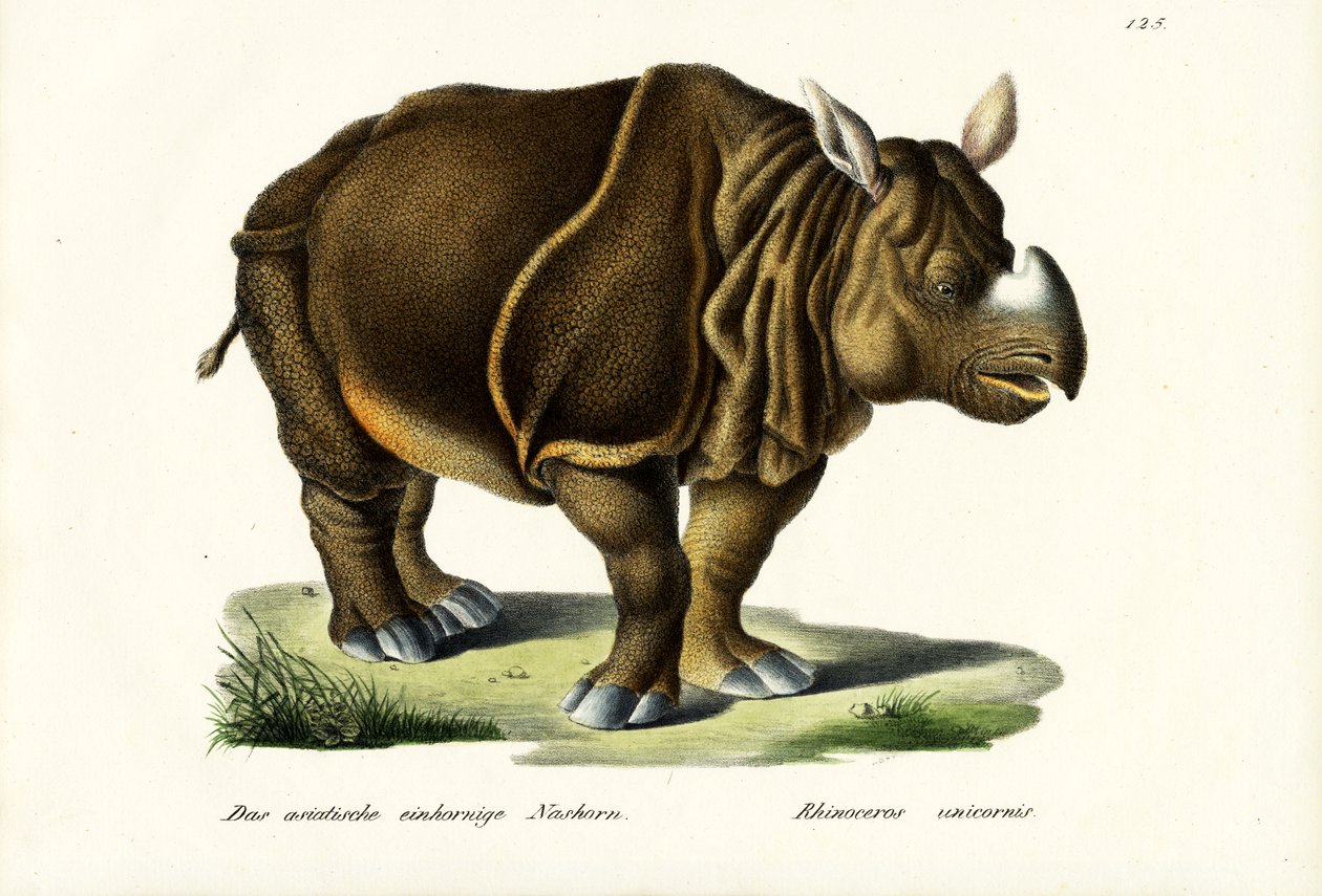 Intian suursarvikuono, 1824 tekijältä Karl Joseph Brodtmann