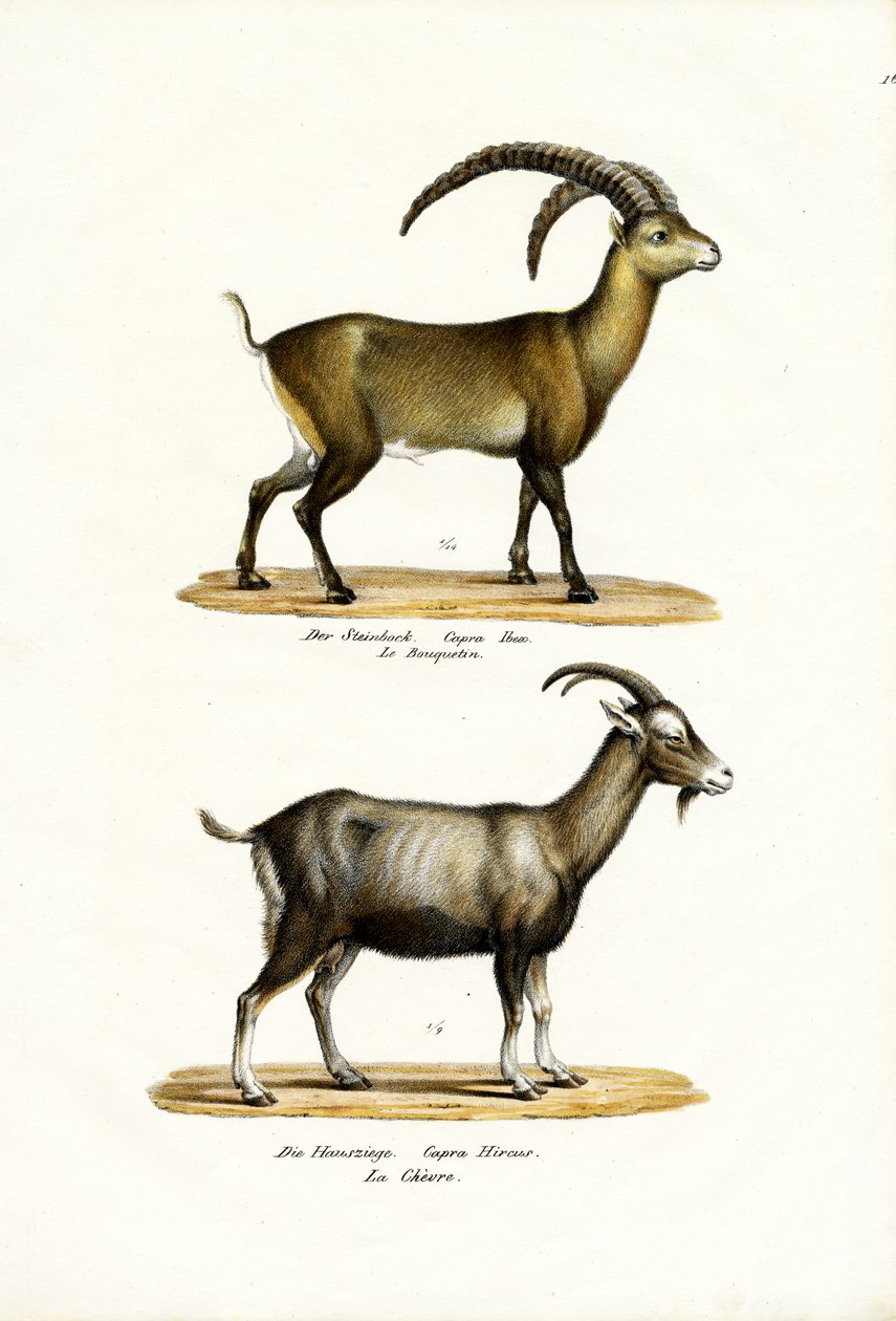 Ibex, 1824 tekijältä Karl Joseph Brodtmann