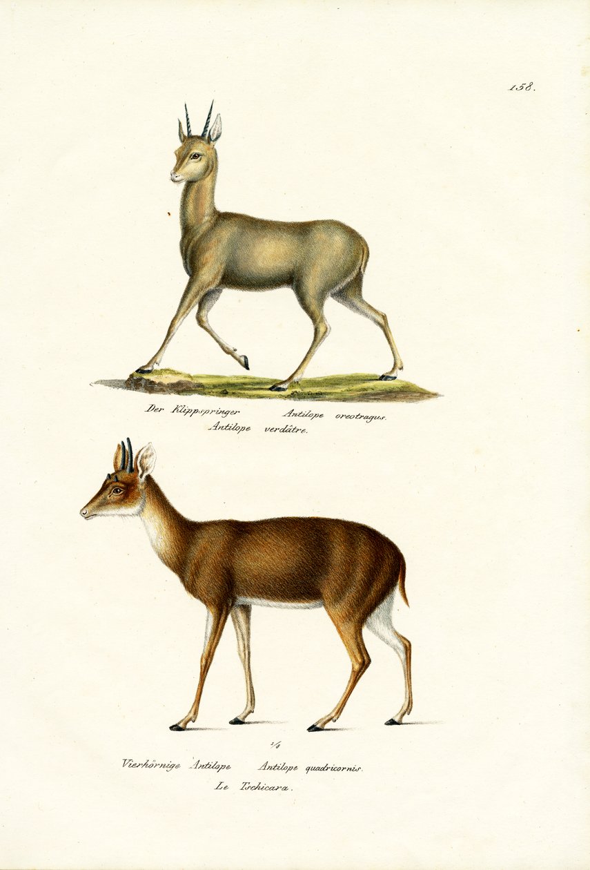 Klipspringer, 1824 tekijältä Karl Joseph Brodtmann