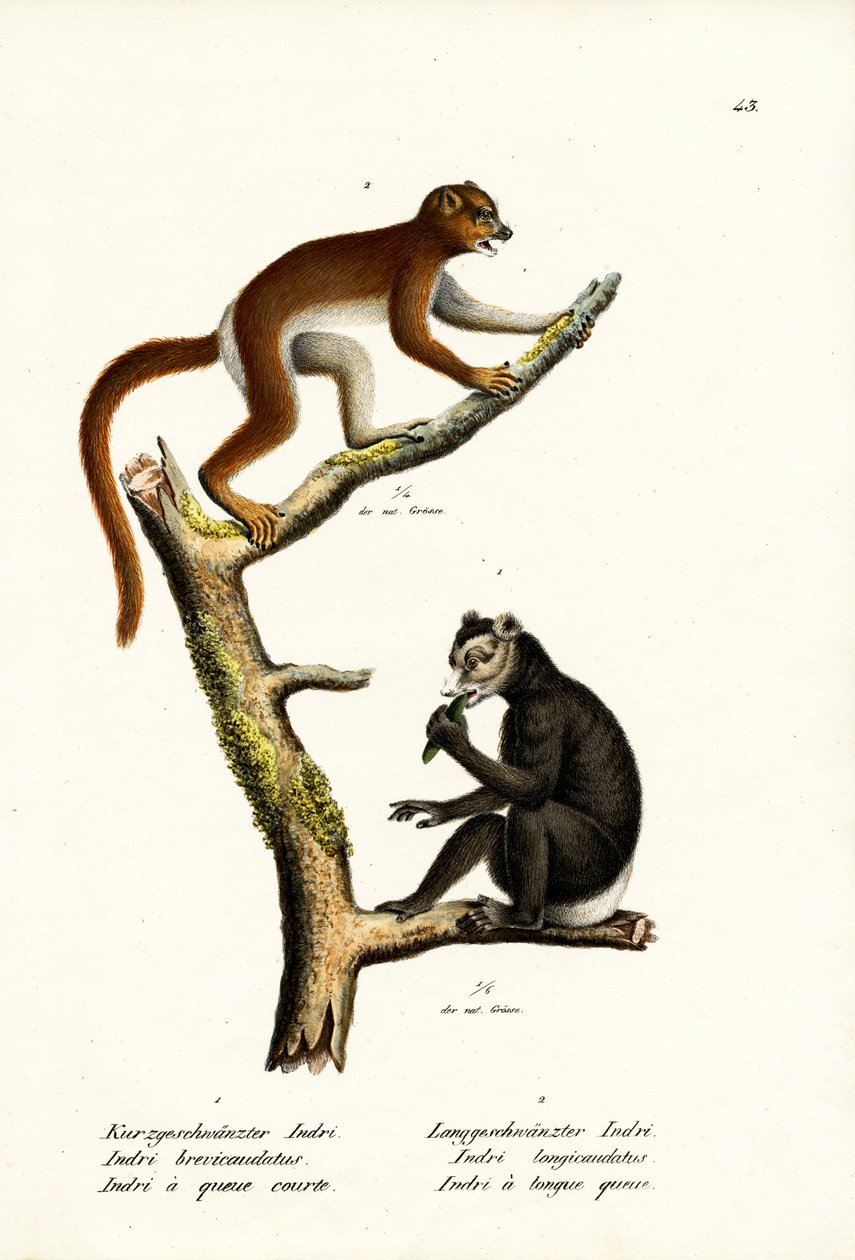 Suuri lyhythäntälemur, 1824 tekijältä Karl Joseph Brodtmann
