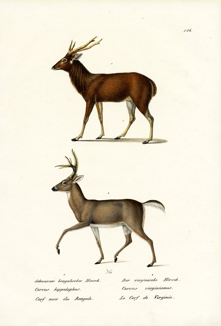 Red Deer, 1824 tekijältä Karl Joseph Brodtmann