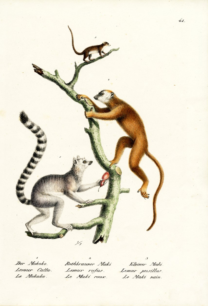 Rengashäntälemur, 1824 tekijältä Karl Joseph Brodtmann