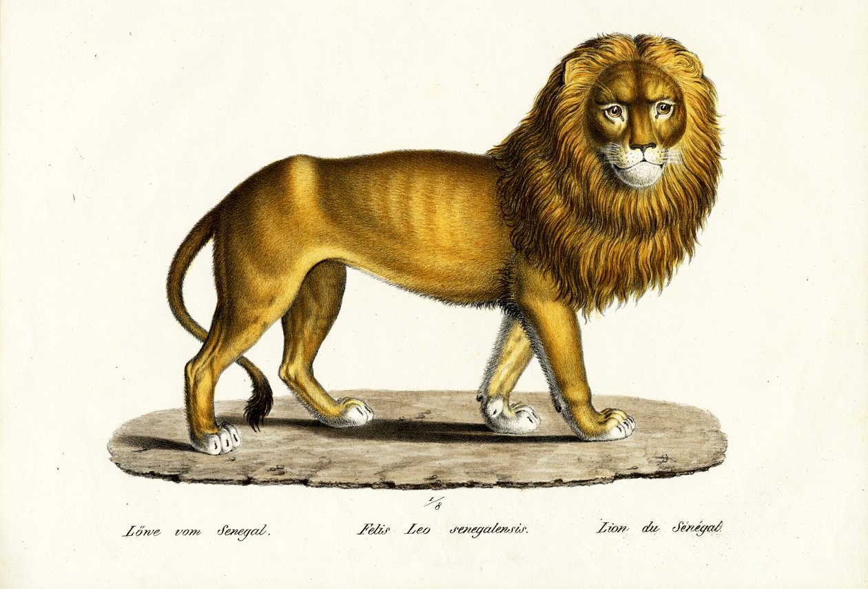 Senegalin leijona, 1824 tekijältä Karl Joseph Brodtmann