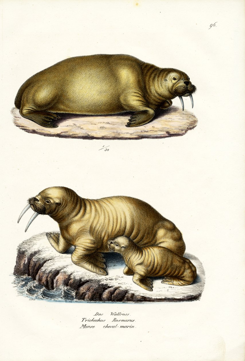 Mursu, 1824 tekijältä Karl Joseph Brodtmann