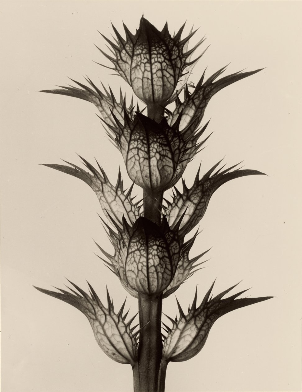 Acanthus mollis tekijältä Karl Blossfeldt