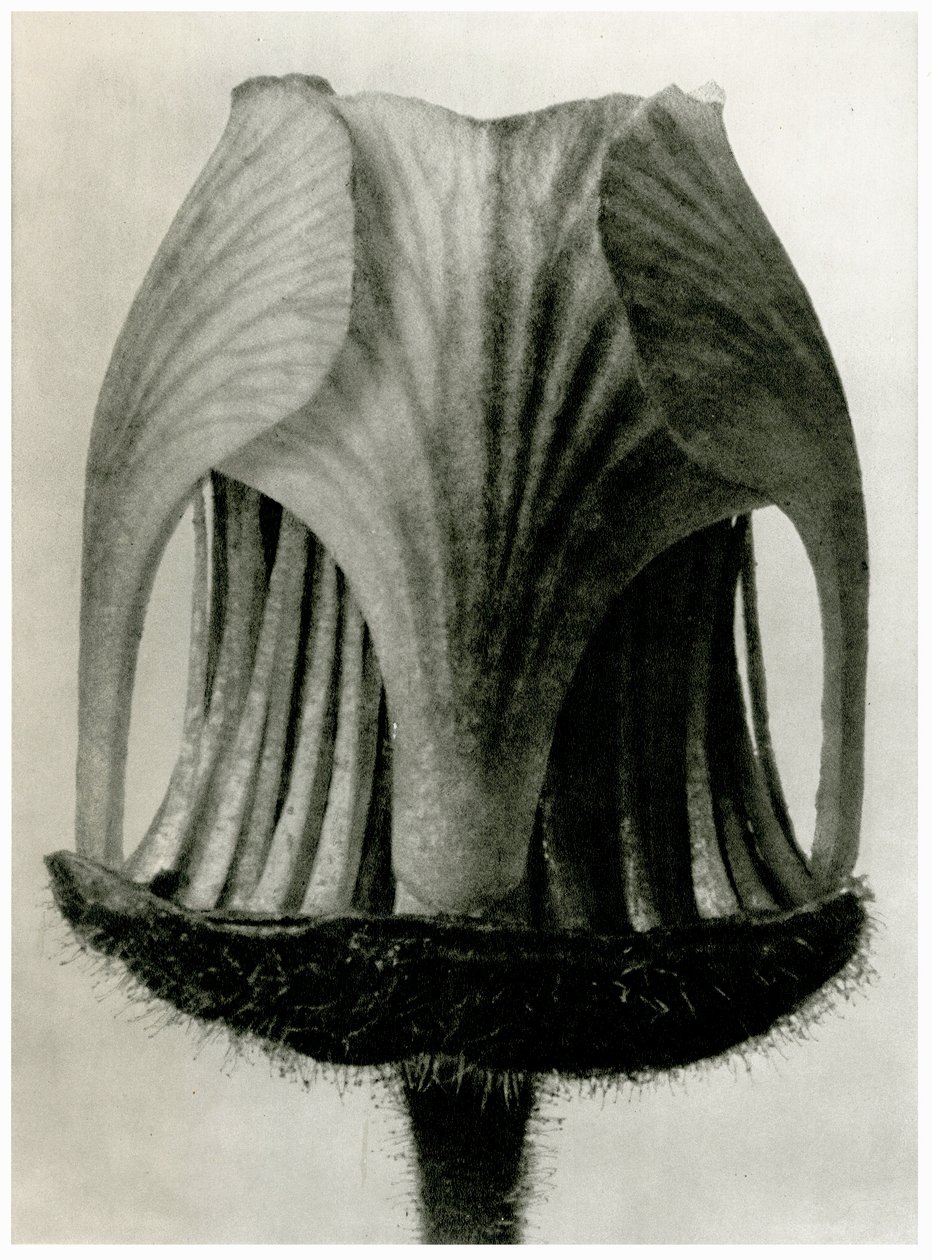 Geum Rivale. 1929 (valokuvakaiverrus) tekijältä Karl Blossfeldt