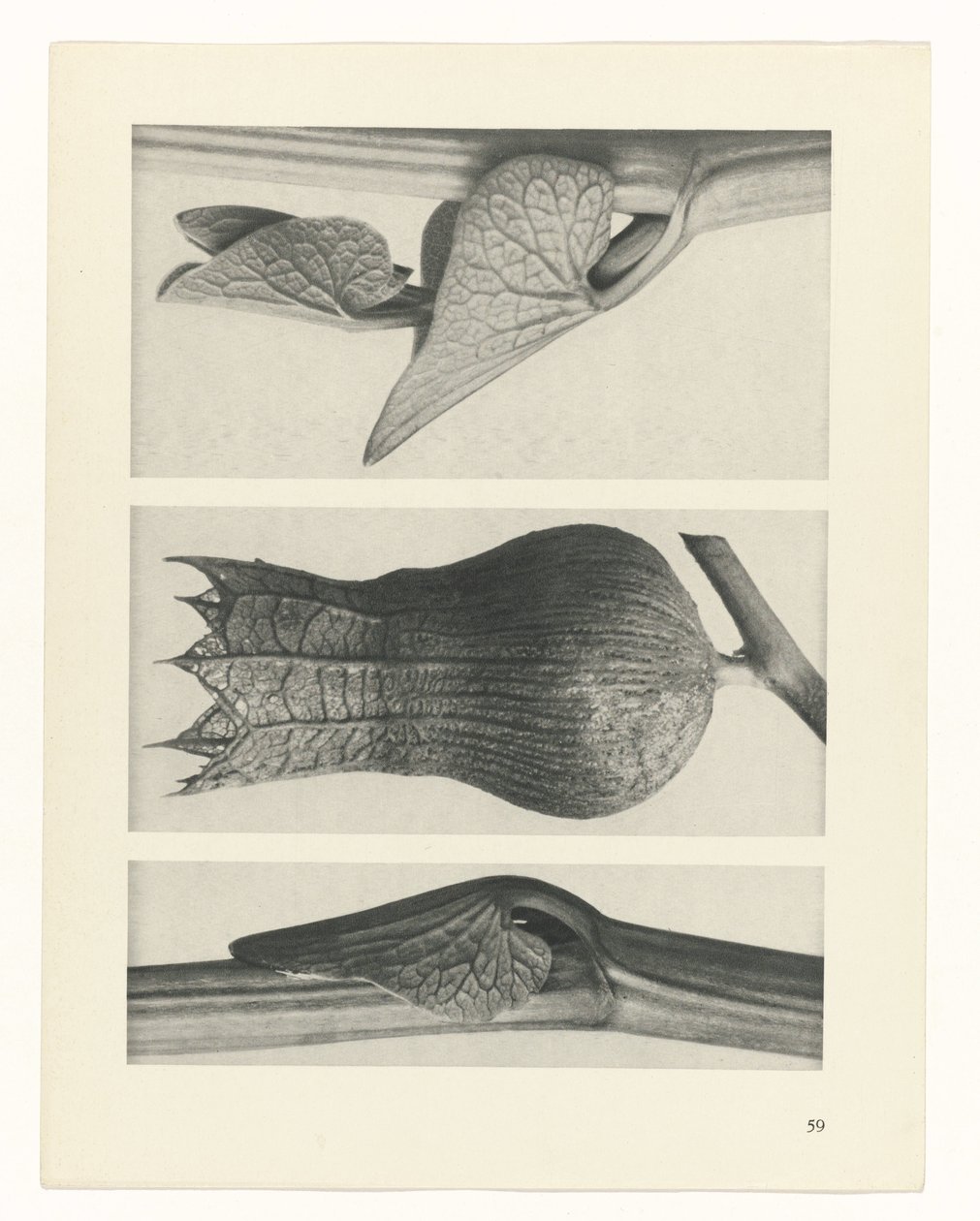 suunnittele tutkimusta Taiteen arkkityypit (sarjan nimi) tekijältä Karl Blossfeldt