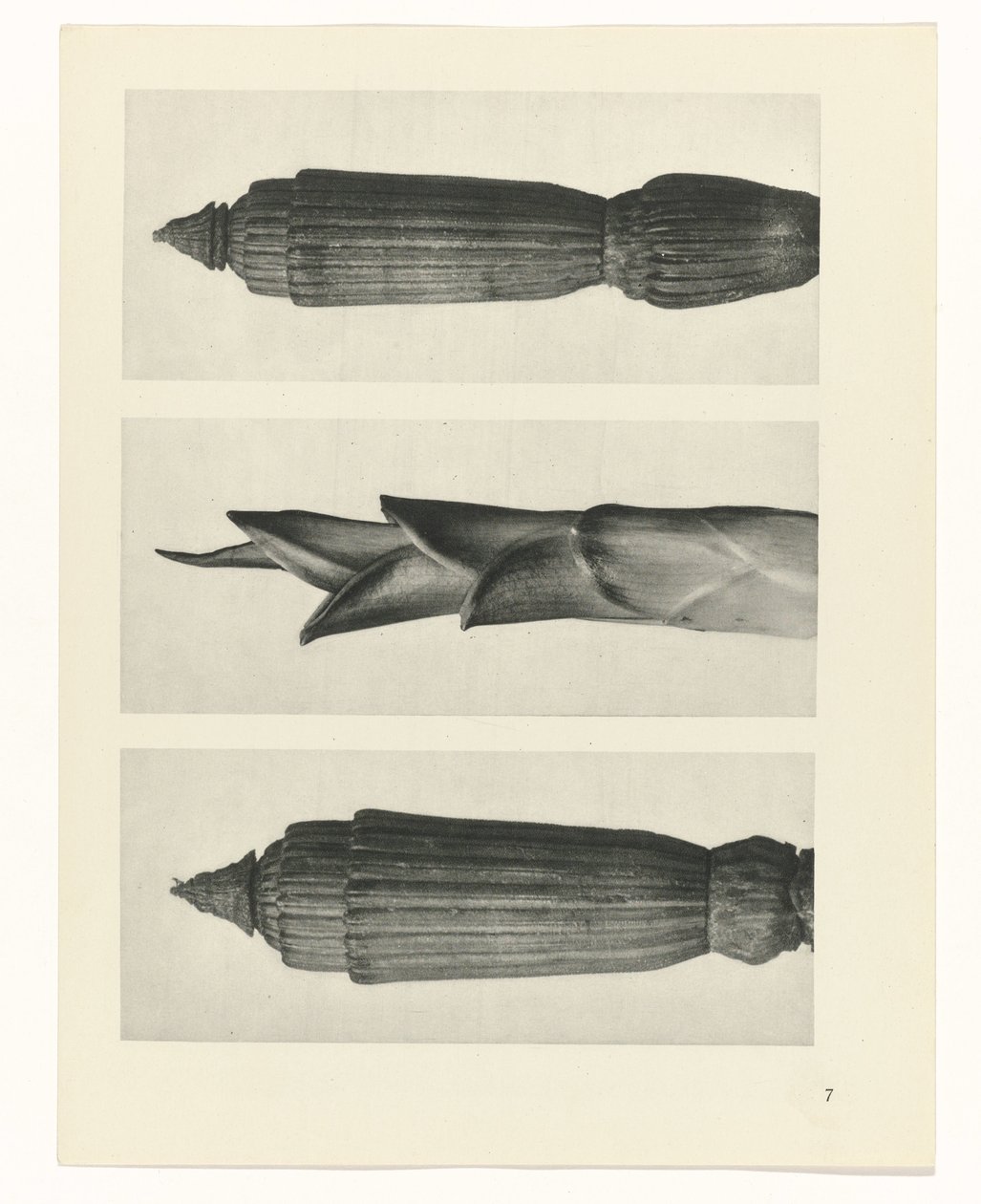 suunnittele tutkimusta Taiteen arkkityypit (sarjan nimi) tekijältä Karl Blossfeldt