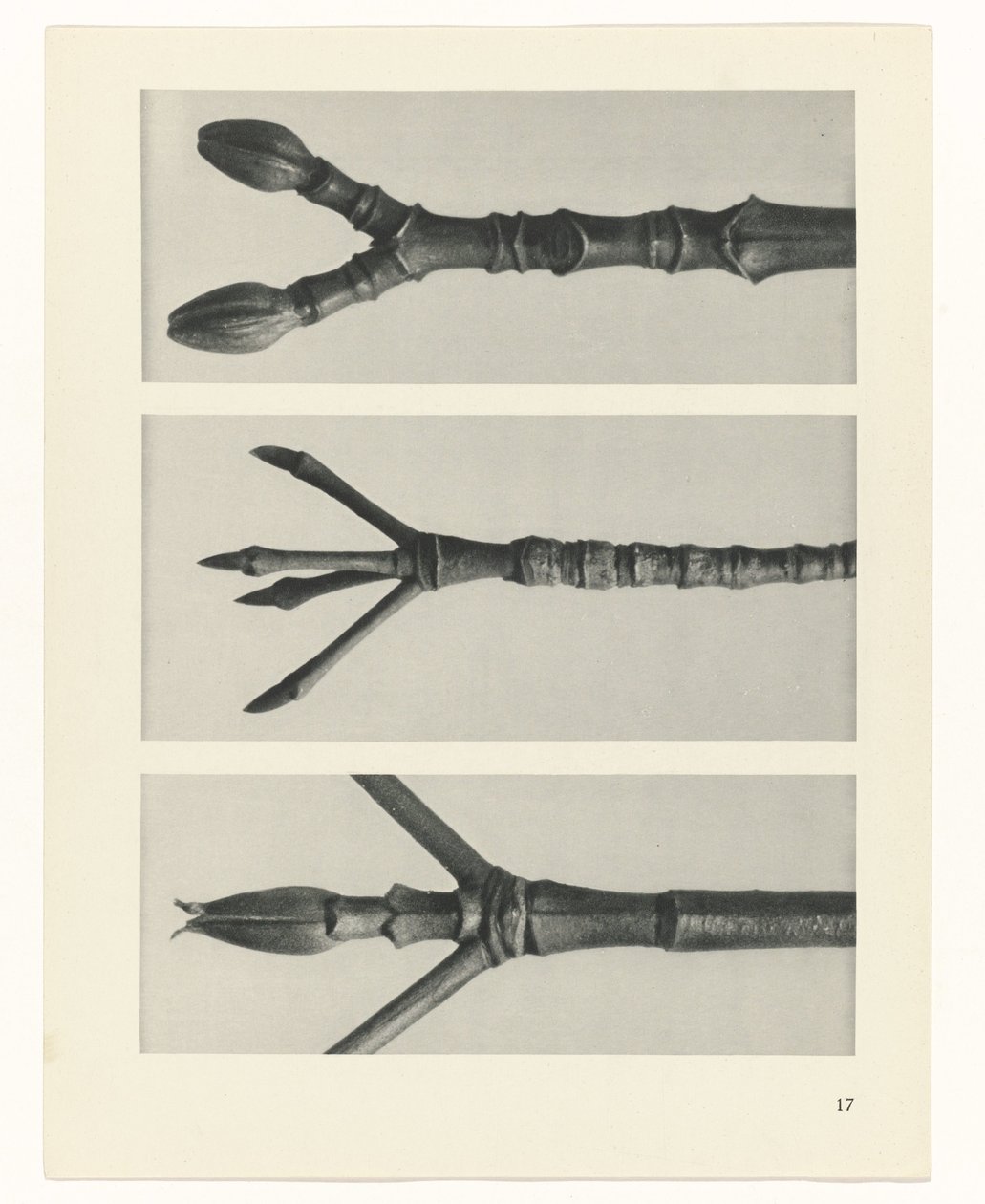 suunnittele tutkimusta Taiteen arkkityypit (sarjan nimi) tekijältä Karl Blossfeldt
