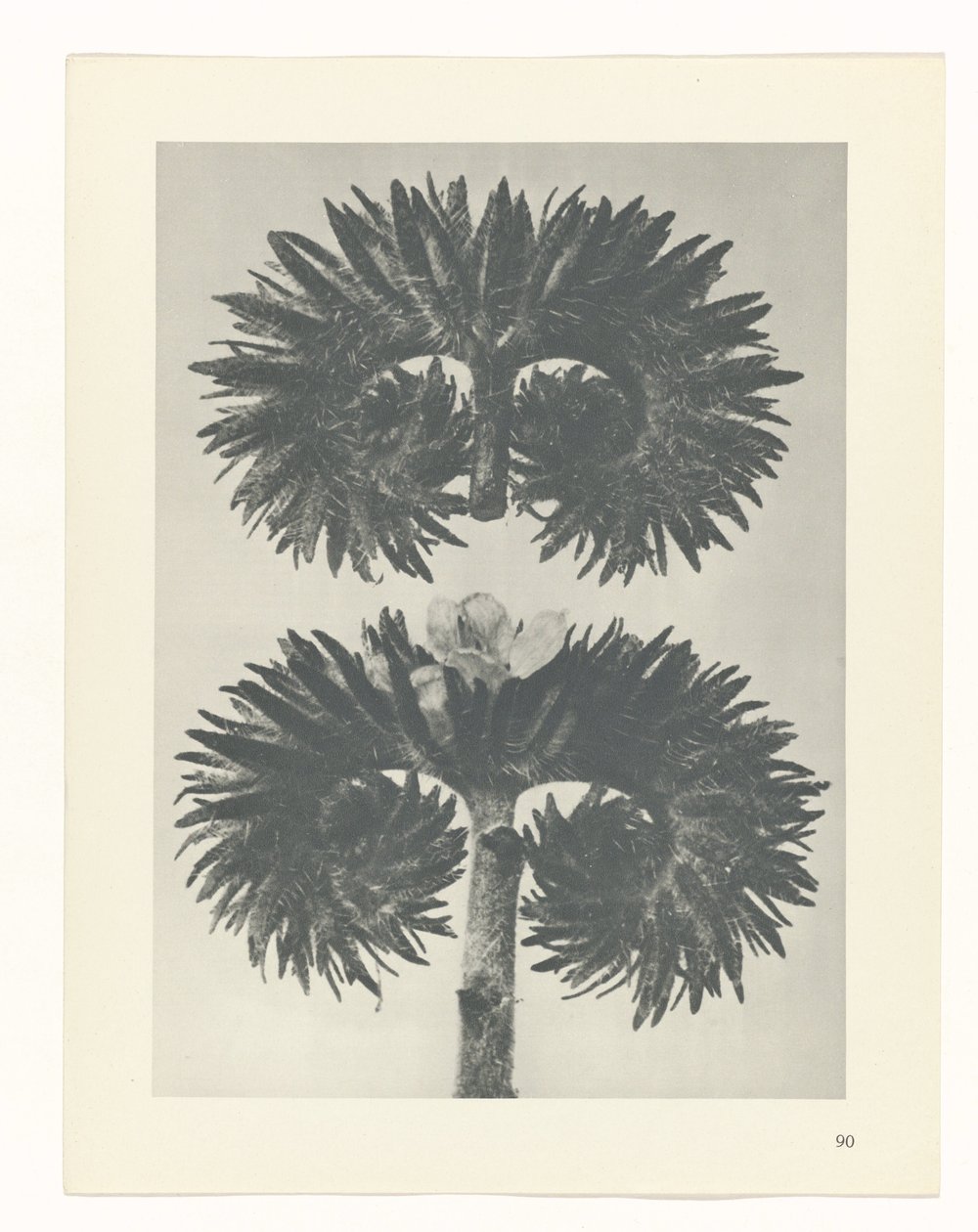 suunnittele tutkimusta Taiteen arkkityypit (sarjan nimi) tekijältä Karl Blossfeldt