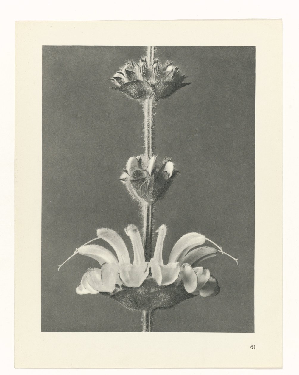 suunnittele tutkimusta Taiteen arkkityypit (sarjan nimi) tekijältä Karl Blossfeldt