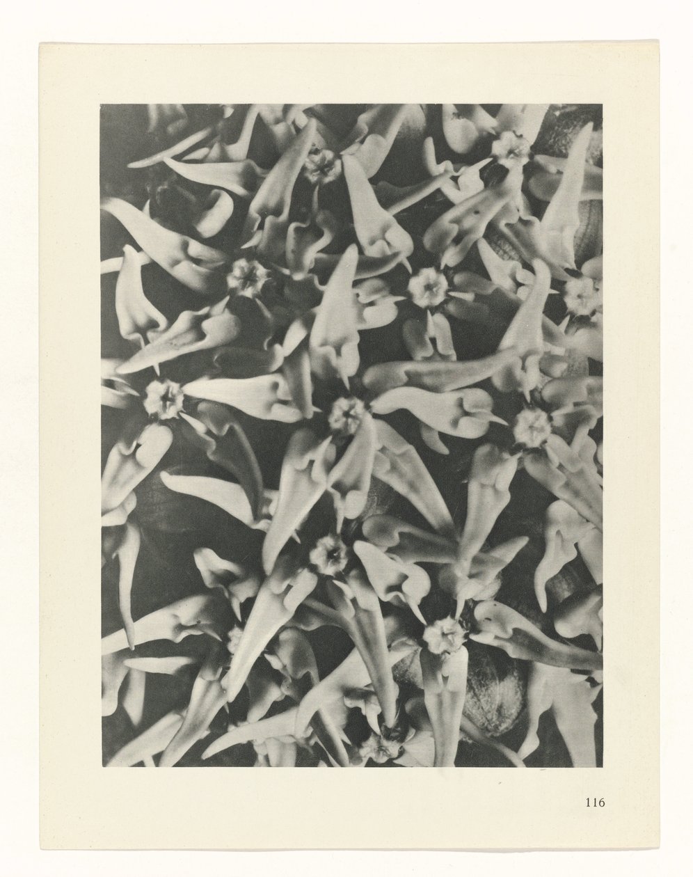 suunnittele tutkimusta Taiteen arkkityypit (sarjan nimi) tekijältä Karl Blossfeldt