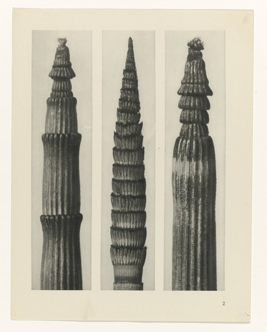 suunnittele tutkimusta Taiteen arkkityypit (sarjan nimi) tekijältä Karl Blossfeldt