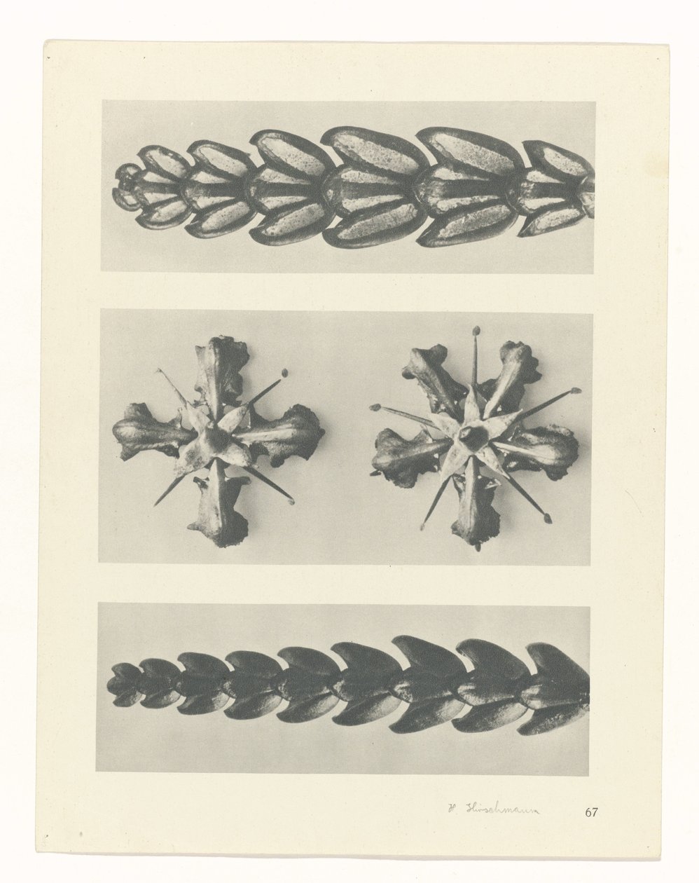suunnittele tutkimusta Taiteen arkkityypit (sarjan nimi) tekijältä Karl Blossfeldt