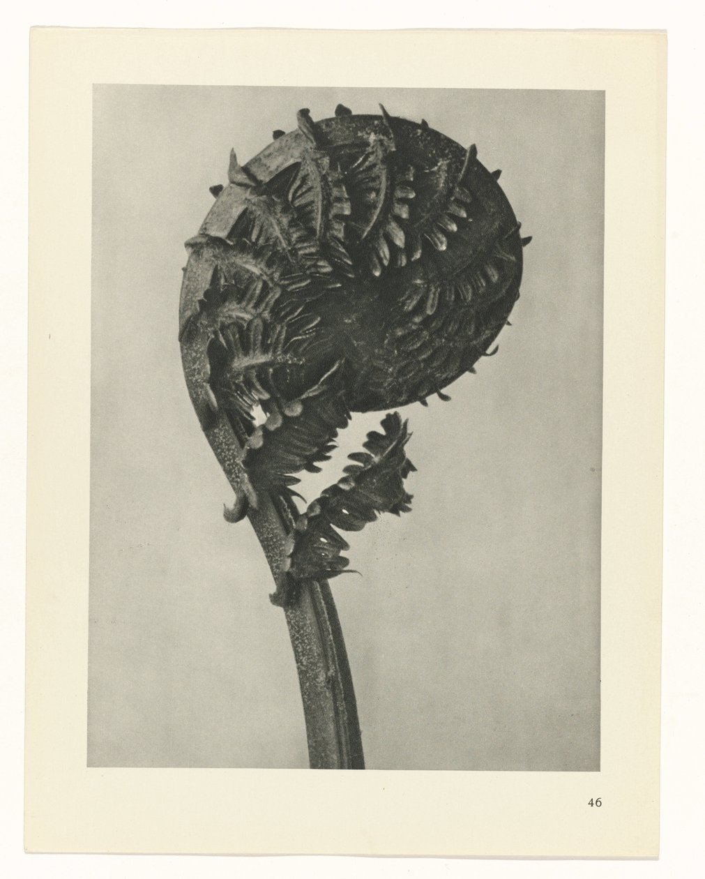 suunnittele tutkimusta Taiteen arkkityypit (sarjan nimi) tekijältä Karl Blossfeldt