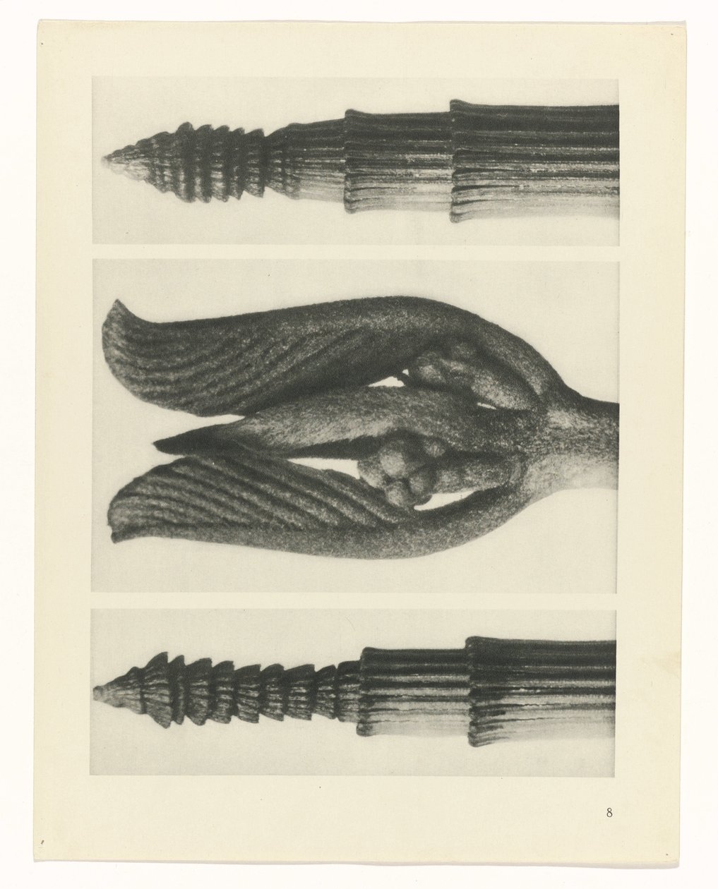 suunnittele tutkimusta Taiteen arkkityypit (sarjan nimi) tekijältä Karl Blossfeldt