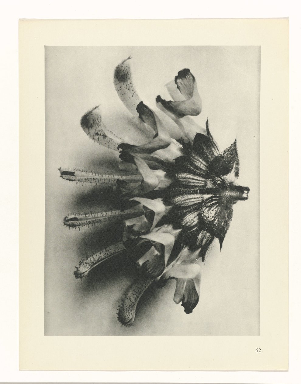 suunnittele tutkimusta Taiteen arkkityypit (sarjan nimi) tekijältä Karl Blossfeldt