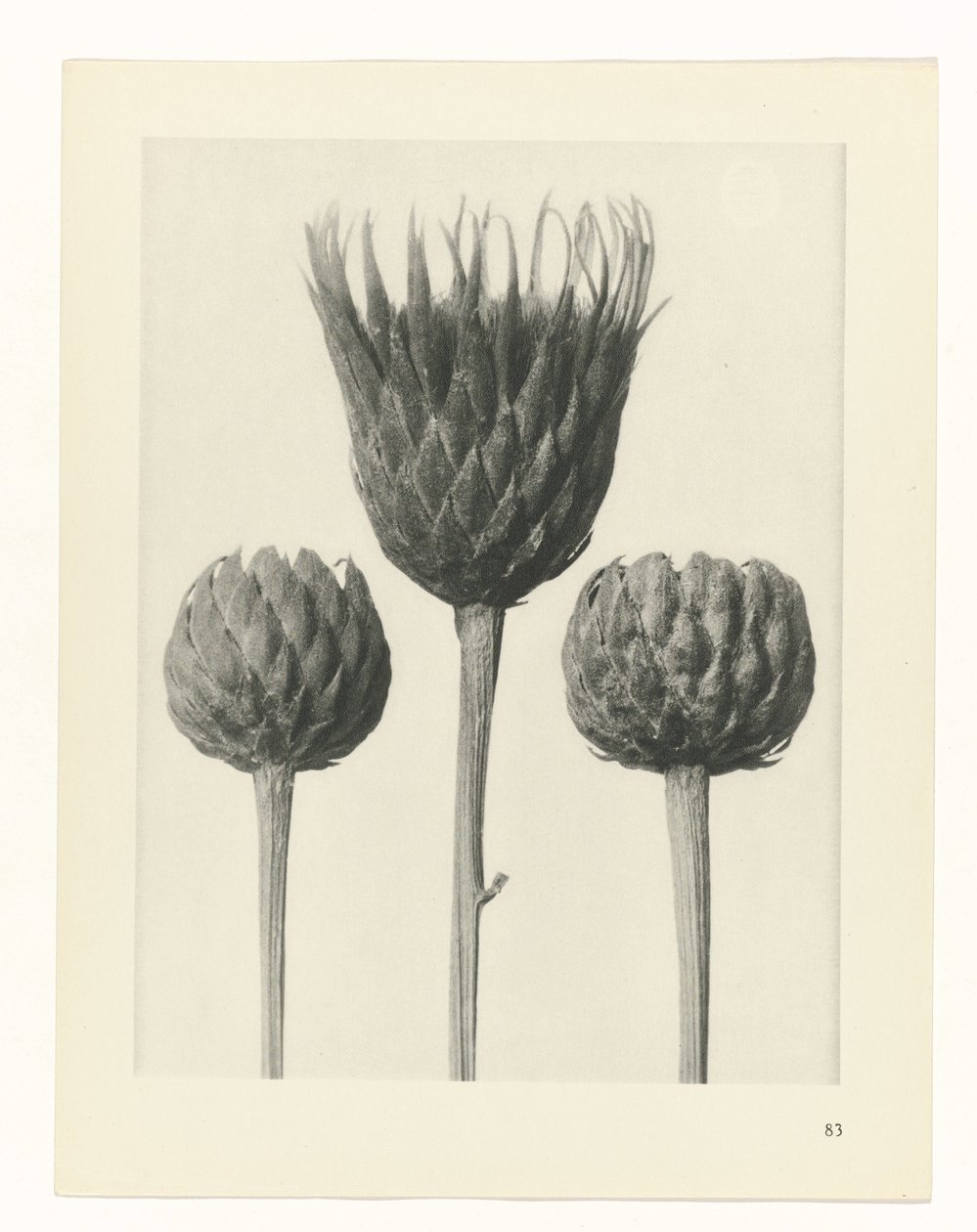 suunnittele tutkimusta Taiteen arkkityypit (sarjan nimi) tekijältä Karl Blossfeldt