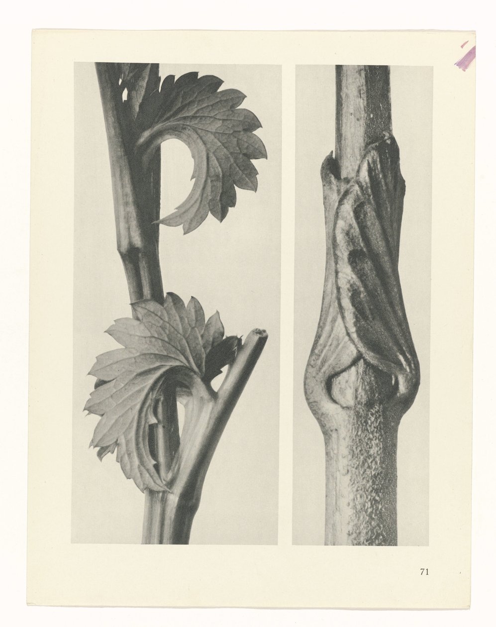 suunnittele tutkimusta Taiteen arkkityypit (sarjan nimi) tekijältä Karl Blossfeldt