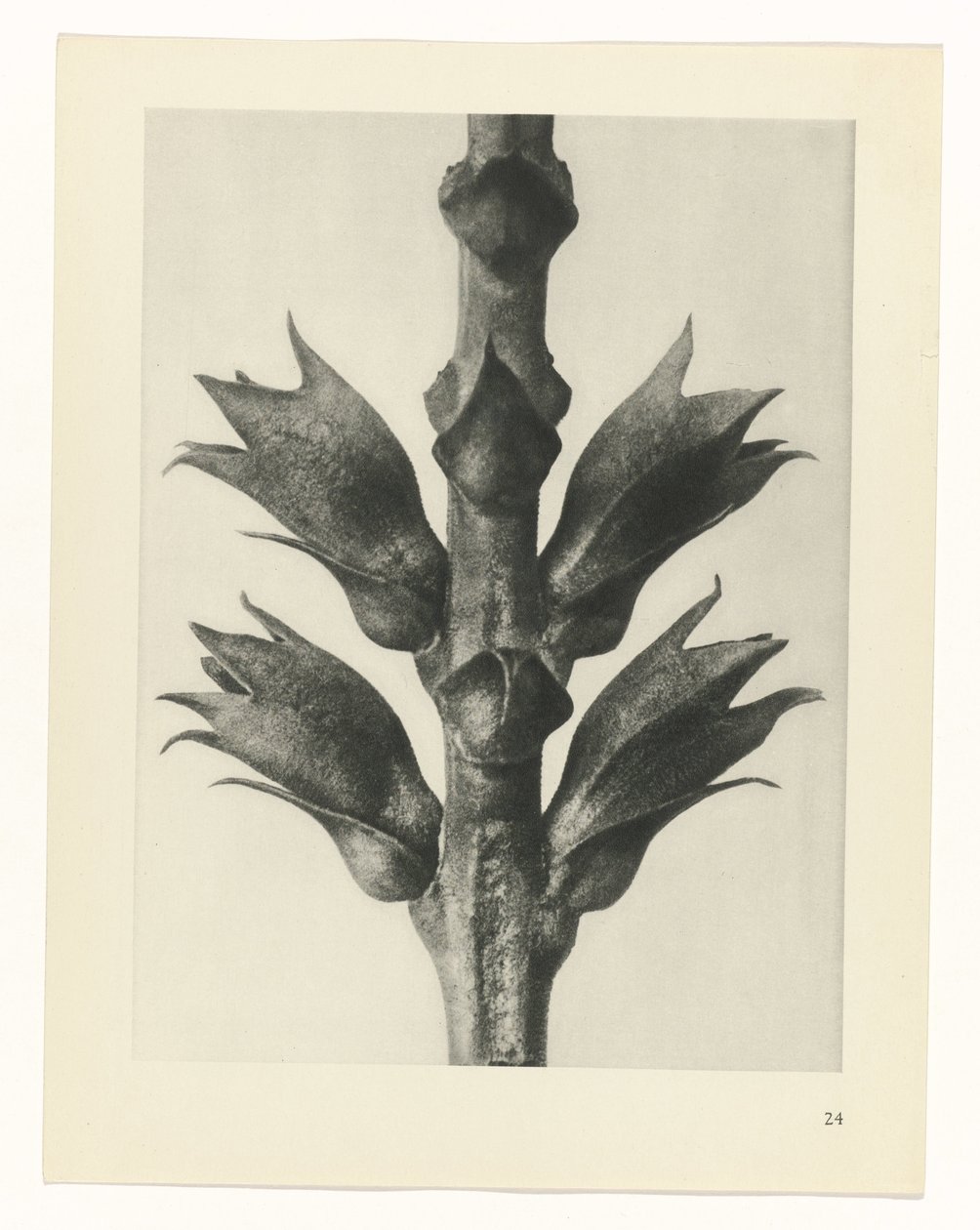 suunnittele tutkimusta Taiteen arkkityypit (sarjan nimi) tekijältä Karl Blossfeldt