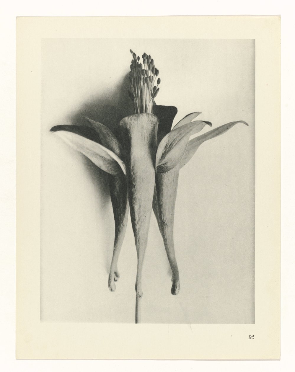 suunnittele tutkimusta Taiteen arkkityypit (sarjan nimi) tekijältä Karl Blossfeldt