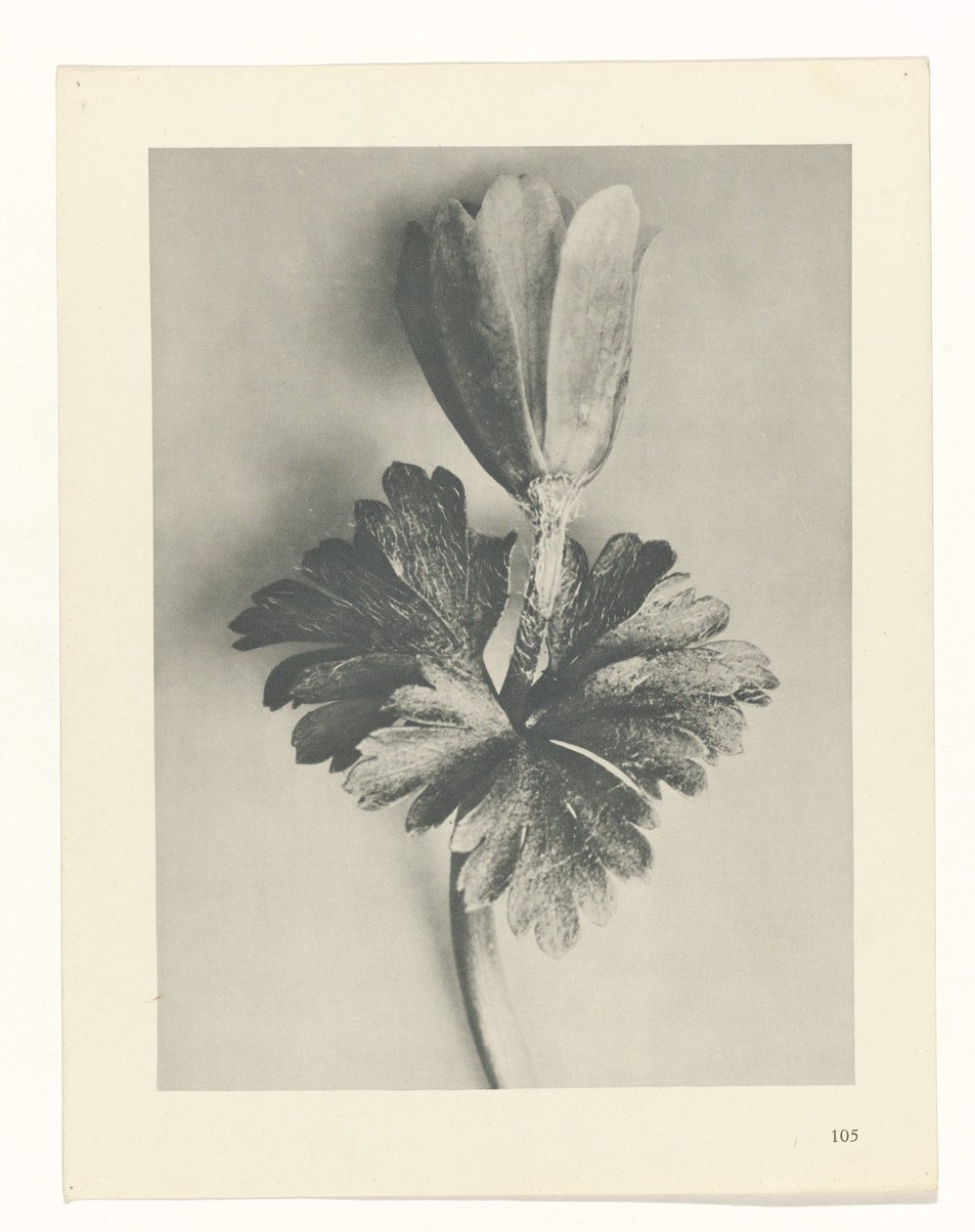 suunnittele tutkimusta Taiteen arkkityypit (sarjan nimi) tekijältä Karl Blossfeldt
