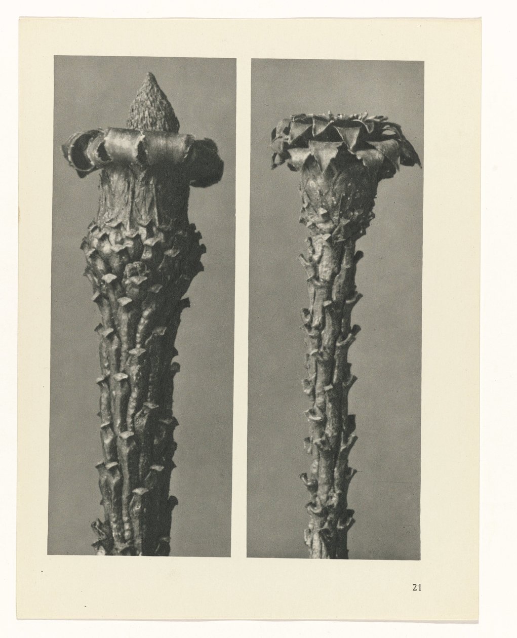 suunnittele tutkimusta Taiteen arkkityypit (sarjan nimi) tekijältä Karl Blossfeldt