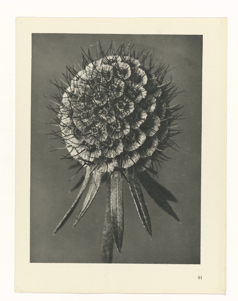 suunnittele tutkimusta Taiteen arkkityypit (sarjan nimi) tekijältä Karl Blossfeldt
