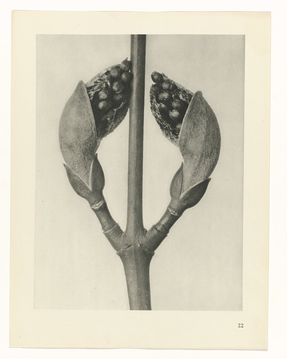 suunnittele tutkimusta Taiteen arkkityypit (sarjan nimi) tekijältä Karl Blossfeldt