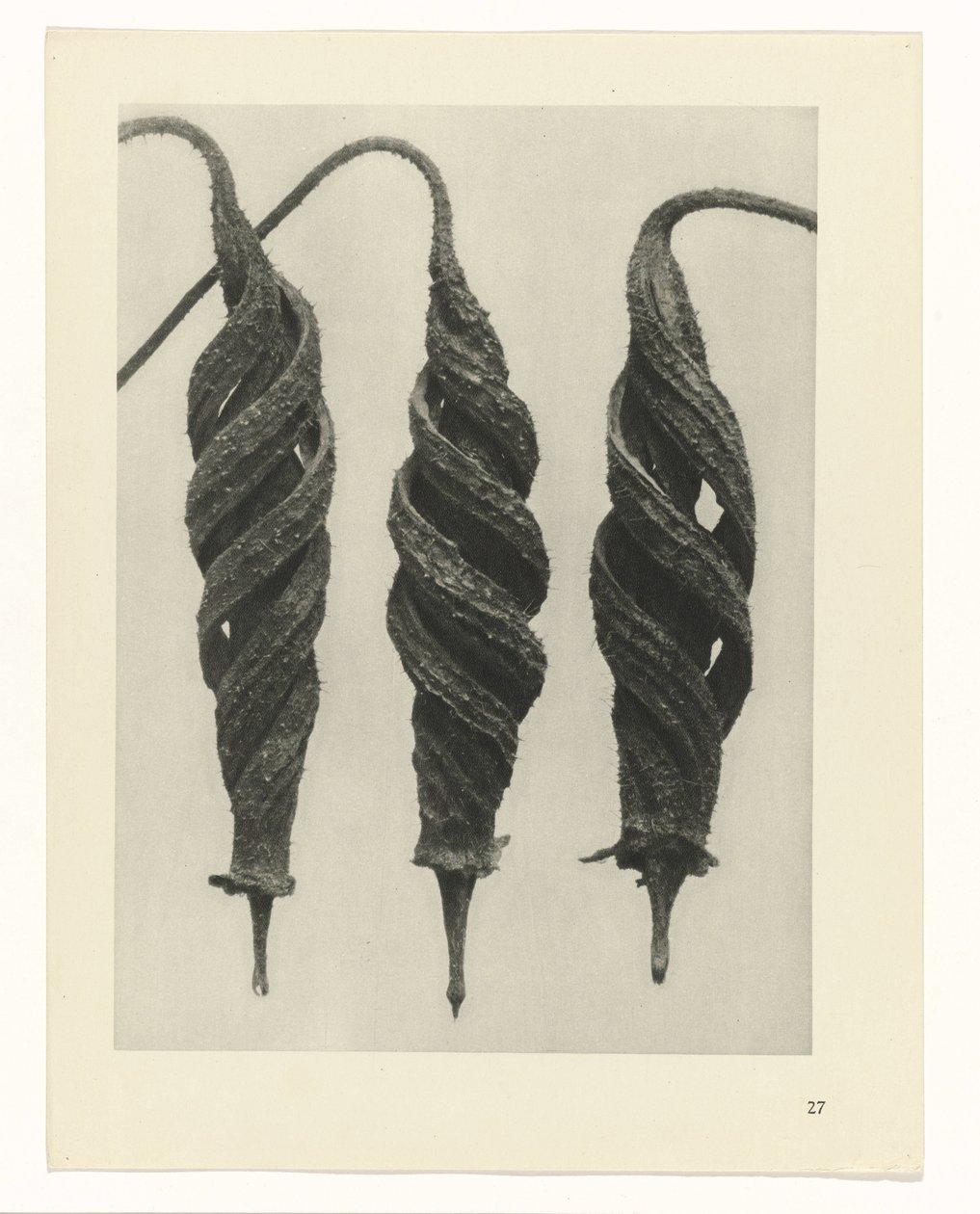 suunnittele tutkimusta Taiteen arkkityypit (sarjan nimi) tekijältä Karl Blossfeldt